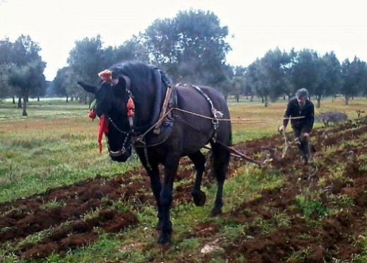 Gianfranco Fino, winemaker from Puglia